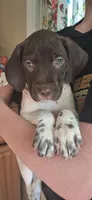 Snoopy, a male Brittany and German Shorthaired Pointer for sale in Woodstock Valley, CT – 3 of 3