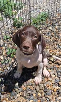 Honey, a female Brittany and German Shorthaired Pointer for sale in Woodstock Valley, CT – 5 of 8