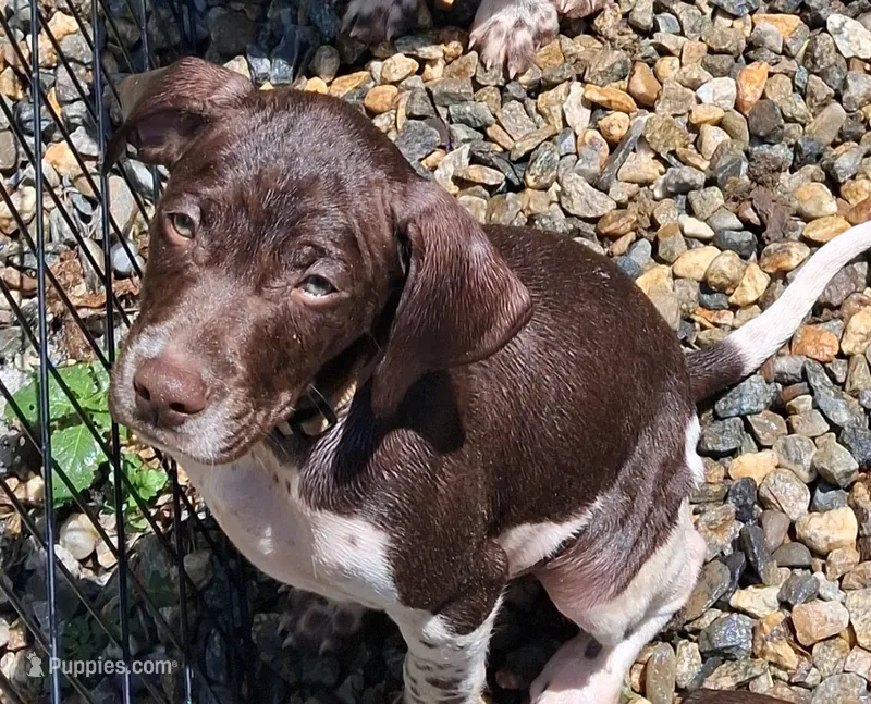 Hank – Brittany, German Shorthaired Pointer puppy for sale in Woodstock Valley, CT