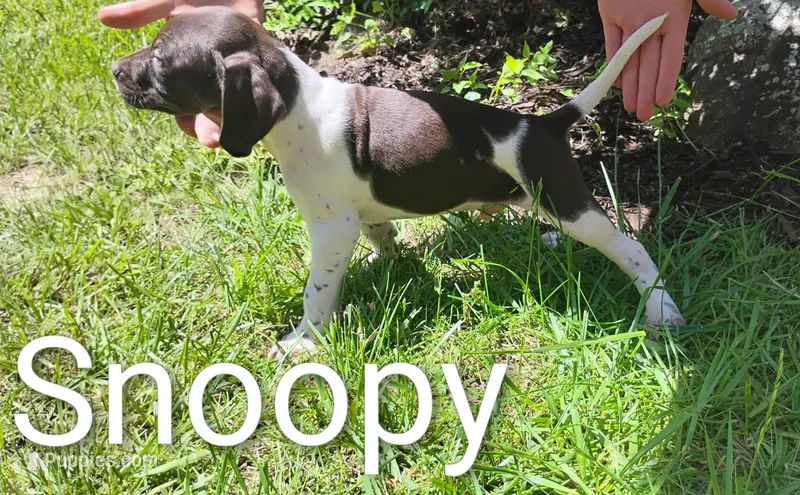 Snoopy – Brittany, German Shorthaired Pointer puppy for sale in Boston, MA