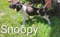 Snoopy, a male Brittany and German Shorthaired Pointer for sale in Boston, MA – 1 of 1