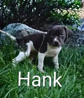 Hank, a male Brittany and German Shorthaired Pointer for sale in Boston, MA – 2 of 2