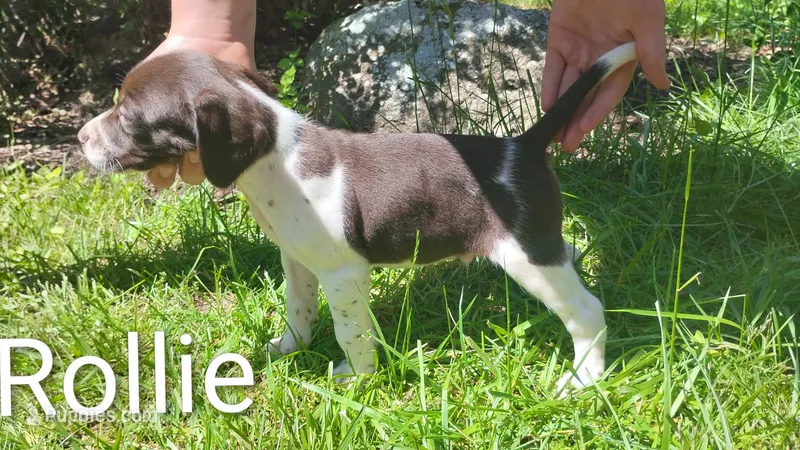 Rollie – Brittany, German Shorthaired Pointer puppy for sale in Boston, MA
