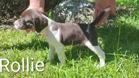 Rollie, a male Brittany and German Shorthaired Pointer for sale in Boston, MA – 2 of 3