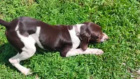 ROLLIE a handsome "Started Puppy", a male Brittany and German Shorthaired Pointer for sale in Woodstock Valley, CT – 3 of 10