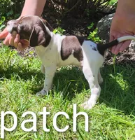 Patch, a male Brittany and German Shorthaired Pointer for sale in Boston, MA – 2 of 3