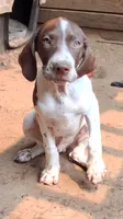Mustachio, a male Brittany and German Shorthaired Pointer for sale in Woodstock Valley, CT – 3 of 9