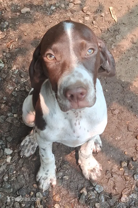 Mustachio – Brittany, German Shorthaired Pointer puppy for sale in Woodstock Valley, CT