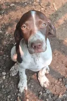 Mustachio, a male Brittany and German Shorthaired Pointer for sale in Woodstock Valley, CT – 1 of 9