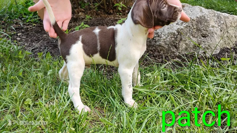 Patch – Brittany, German Shorthaired Pointer puppy for sale in Boston, MA