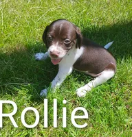 Rollie, a male Brittany and German Shorthaired Pointer for sale in Boston, MA – 3 of 3