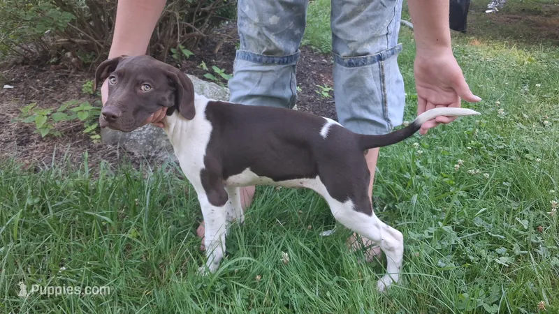 Honey – Brittany, German Shorthaired Pointer puppy for sale in Woodstock Valley, CT