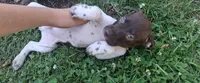 Snoopy, a male Brittany and German Shorthaired Pointer for sale in Woodstock Valley, CT – 2 of 3