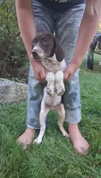 Rollie, a male Brittany and German Shorthaired Pointer for sale in Woodstock Valley, CT – 4 of 9