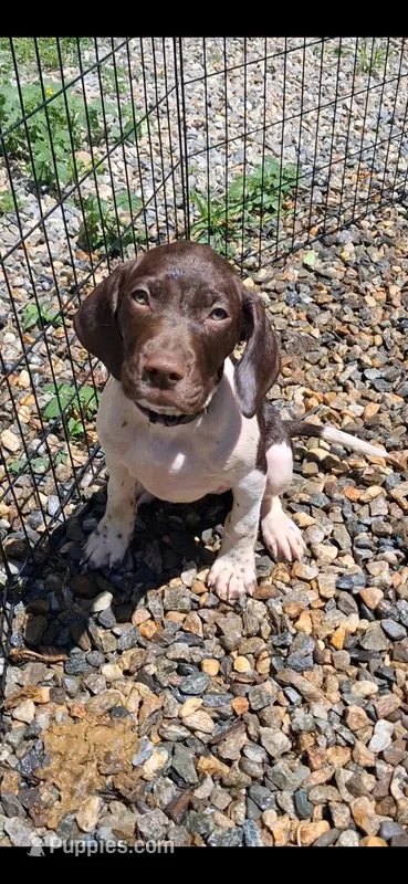 Honey – Brittany, German Shorthaired Pointer puppy on hold in Woodstock Valley, CT