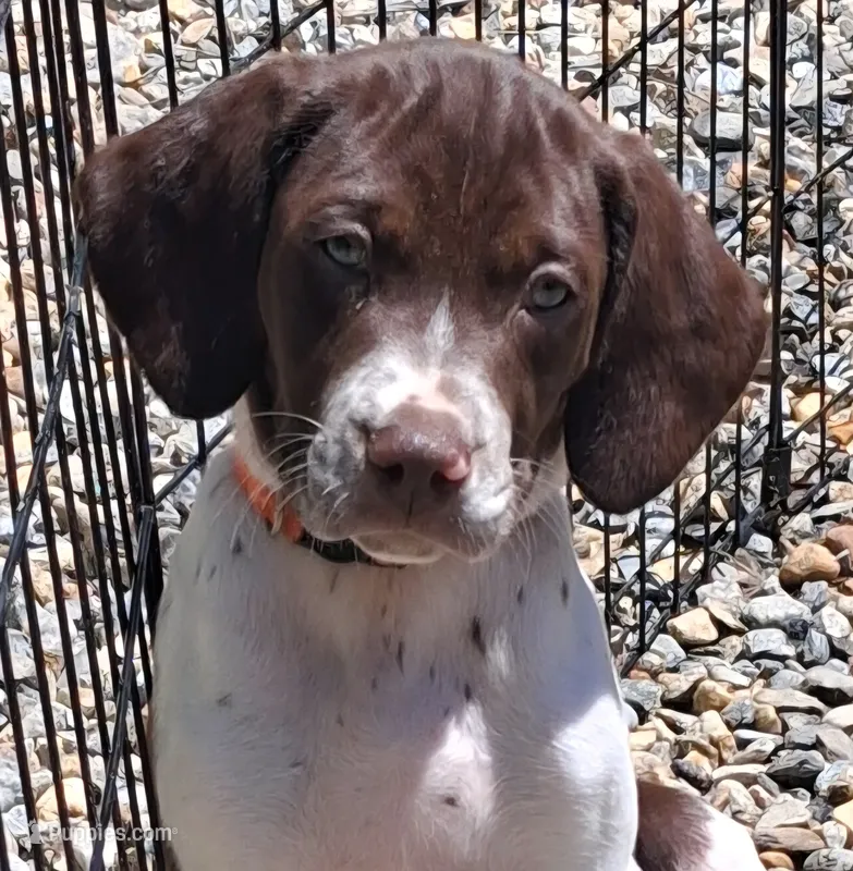 Rollie – Brittany, German Shorthaired Pointer puppy for sale in Woodstock Valley, CT