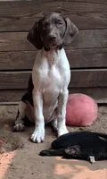 Honey, a female Brittany and German Shorthaired Pointer for sale in Woodstock Valley, CT – 2 of 8