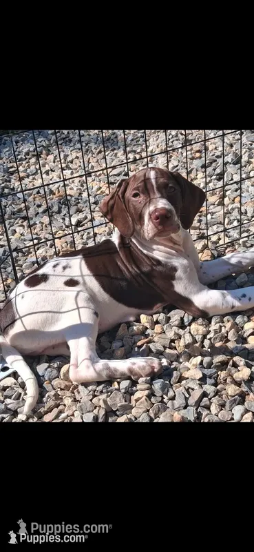 Mustachio – Brittany, German Shorthaired Pointer puppy for sale in Woodstock Valley, CT