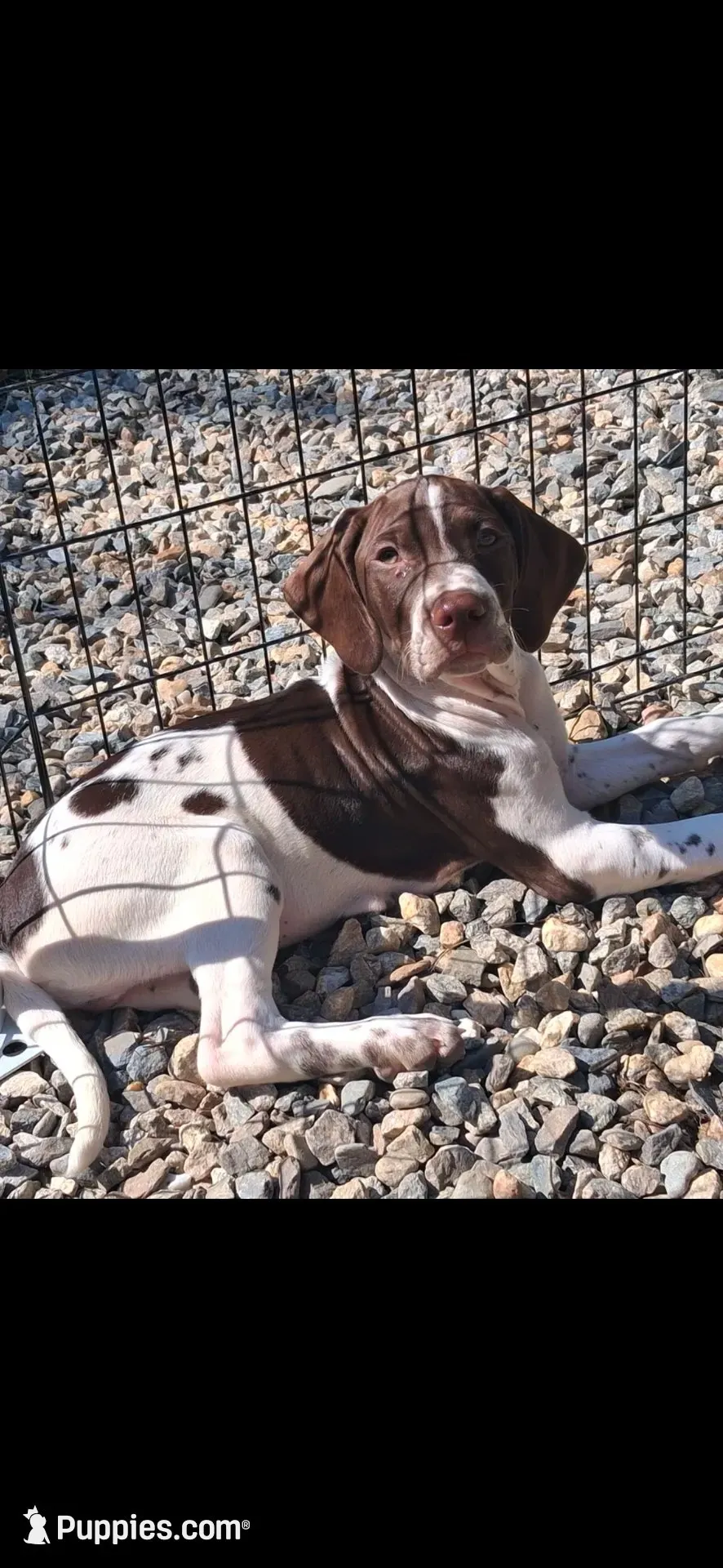 Mustachio, a male Brittany and German Shorthaired Pointer for sale in Woodstock Valley, CT – 2 of 9