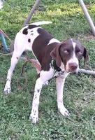 TRACKER a "ready to go pup" (shots/exams included), a male Brittany and German Shorthaired Pointer for sale in Woodstock Valley, CT – 5 of 10