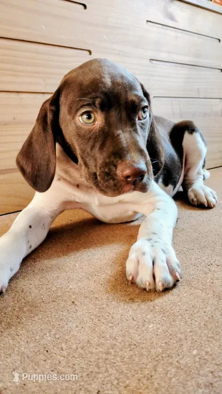Honey – Brittany, German Shorthaired Pointer puppy on hold in Woodstock Valley, CT