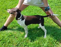 ROLLIE a handsome "Started Puppy", a male Brittany and German Shorthaired Pointer for sale in Woodstock Valley, CT – 2 of 10