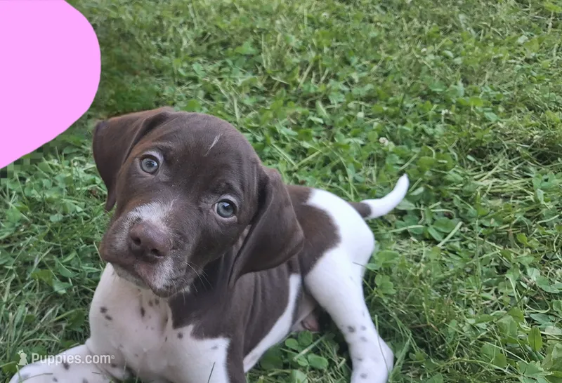 Hank – Brittany, German Shorthaired Pointer puppy for sale in Boston, MA
