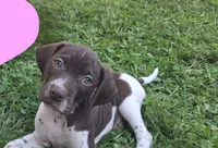 Hank, a male Brittany and German Shorthaired Pointer for sale in Woodstock Valley, CT – 1 of 4