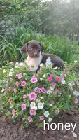 Honey, a female Brittany and German Shorthaired Pointer for sale in Boston, MA – 3 of 3