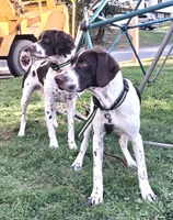 TRACKER a "ready to go pup" (shots/exams included), a male Brittany and German Shorthaired Pointer for sale in Woodstock Valley, CT – 3 of 10