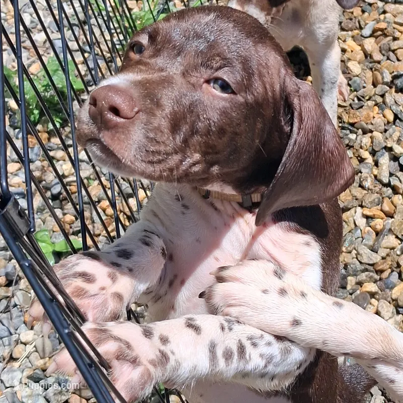 Hank – Brittany, German Shorthaired Pointer puppy for sale in Woodstock Valley, CT