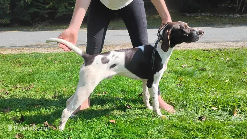 MUSTACHIO a "Started Puppy" (shots included) – Brittany, German Shorthaired Pointer puppy for sale in Woodstock Valley, CT