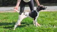 MUSTACHIO a "ready to go pup" (shots/exams included), a male Brittany and German Shorthaired Pointer for sale in Woodstock Valley, CT – 1 of 9