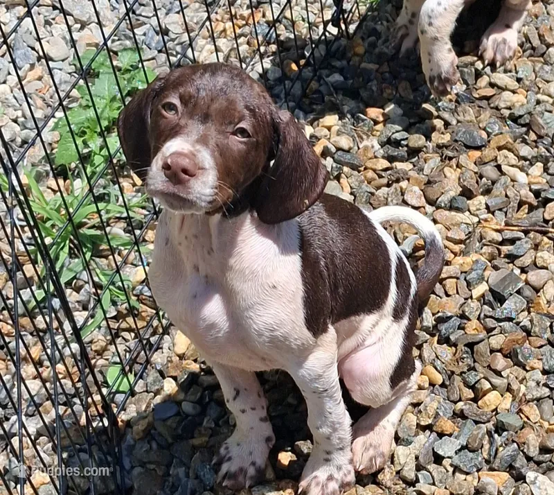 Lady – Brittany, German Shorthaired Pointer puppy on hold in Woodstock Valley, CT