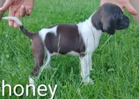 Honey, a female Brittany and German Shorthaired Pointer for sale in Boston, MA – 2 of 3