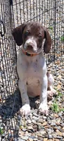 Rollie, a male Brittany and German Shorthaired Pointer for sale in Woodstock Valley, CT – 5 of 9