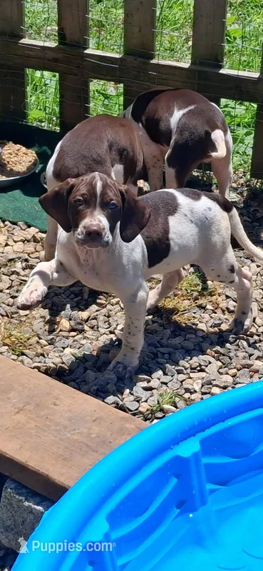 Mustachio – Brittany, German Shorthaired Pointer puppy for sale in Woodstock Valley, CT