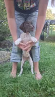 Honey, a female Brittany and German Shorthaired Pointer for sale in Woodstock Valley, CT – 4 of 8