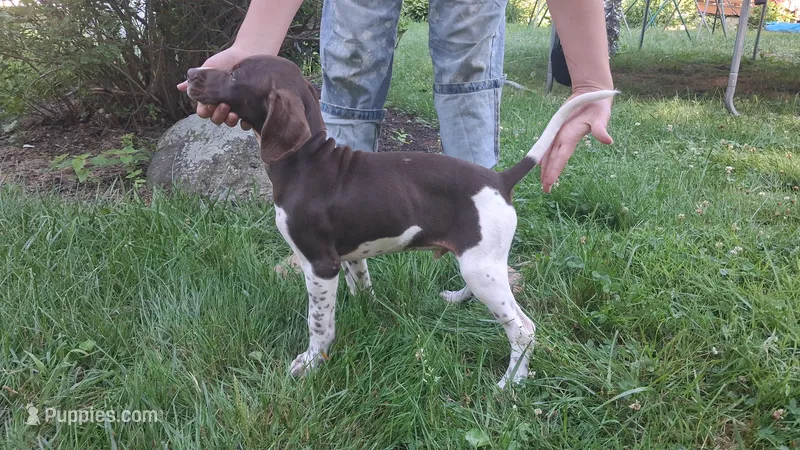 Hank – Brittany, German Shorthaired Pointer puppy for sale in Woodstock Valley, CT