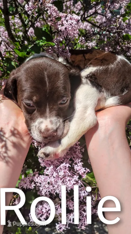 Rollie – Brittany, German Shorthaired Pointer puppy for sale in Boston, MA