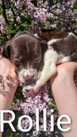 Rollie, a male Brittany and German Shorthaired Pointer for sale in Boston, MA – 1 of 3