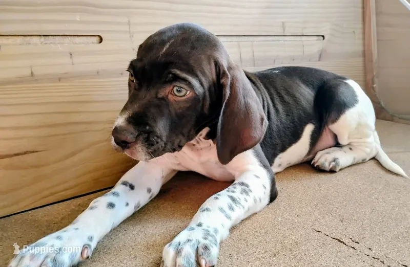 Hank – Brittany, German Shorthaired Pointer puppy for sale in Woodstock Valley, CT