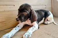 Hank, a male Brittany and German Shorthaired Pointer for sale in Woodstock Valley, CT – 3 of 7