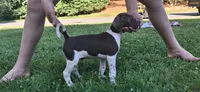 Hank, a male Brittany and German Shorthaired Pointer for sale in Woodstock Valley, CT – 4 of 4