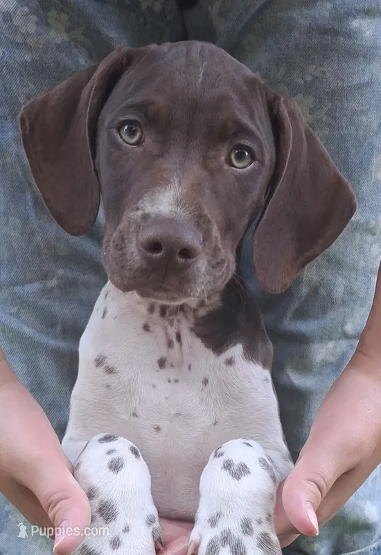 Hank – Brittany, German Shorthaired Pointer puppy for sale in Woodstock Valley, CT