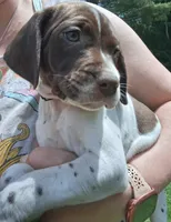Patch, a male Brittany and German Shorthaired Pointer for sale in Woodstock Valley, CT – 3 of 4