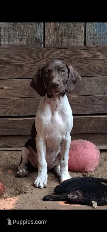 HONEY a gorgeous "Started Puppy" – Brittany, German Shorthaired Pointer puppy for sale in Woodstock Valley, CT