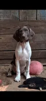 HONEY a gorgeous "Started Puppy", a female Brittany and German Shorthaired Pointer for sale in Woodstock Valley, CT – 2 of 7