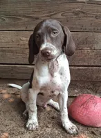Rollie, a male Brittany and German Shorthaired Pointer for sale in Woodstock Valley, CT – 2 of 9