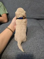 Zack, a male Miniature Dachshund for sale in Missouri, MO – Photo 5 of 7